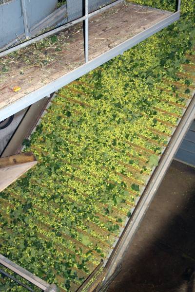 Sortiermaschine fr Hopfendolden (1)