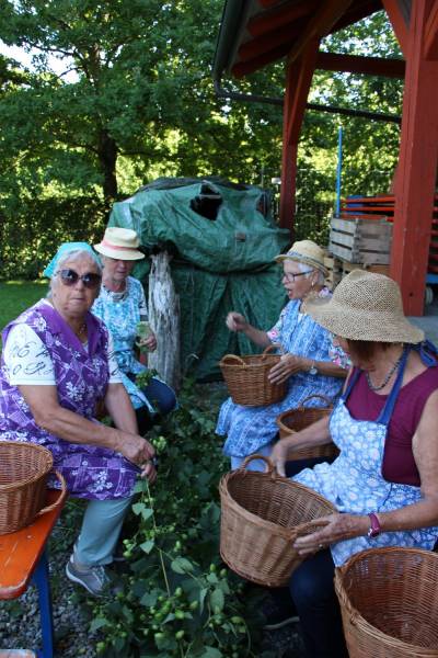 Senioren beim Hopfenbrocken